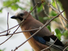 Garrulus glandarius