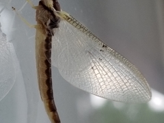 Pentagenia vittigera