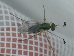 Dolichopus pulchrimanus