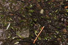 Pseudohygrohypnum eugyrium