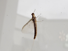 Pentagenia vittigera