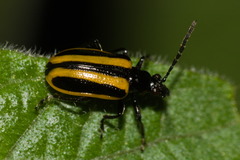Lema confusa virgata