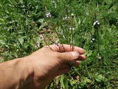 Verbena carolina
