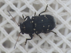 Pachybrachis stygicus