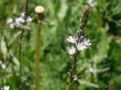Verbena carolina