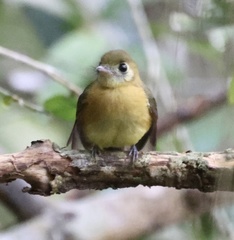 Myiobius sulphureipygius