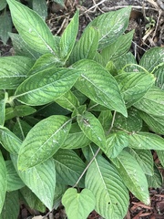 Pentas lanceolata