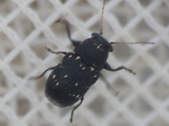 Pachybrachis stygicus