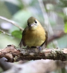 Myiobius sulphureipygius