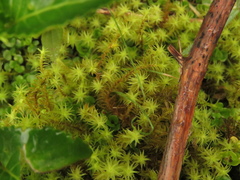Leptodontium