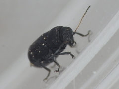 Pachybrachis stygicus