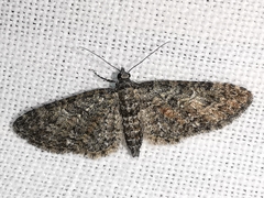 Eupithecia cocciferata