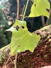 Gerrardanthus macrorhizus