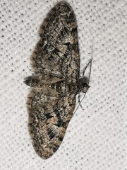 Eupithecia dodoneata