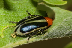 Lema apicalis