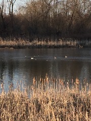 Lophodytes cucullatus