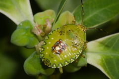 Edessa rufomarginata