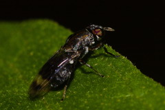 Euryneura