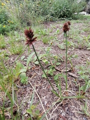 Cyperus congestus