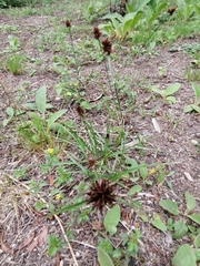 Cyperus congestus