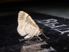 Xanthorhoe abrasaria