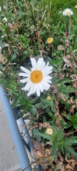 Leucanthemum