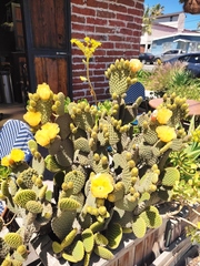 Opuntia