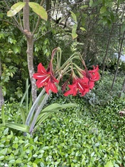 Hippeastrum hybridum