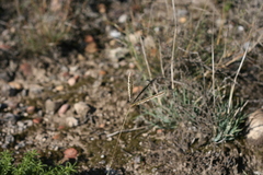 Eustachys paspaloides