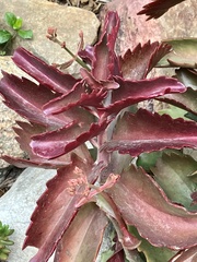 Kalanchoe sexangularis