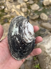 Potamilus metnecktayi