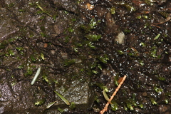 Pseudohygrohypnum eugyrium