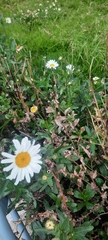 Leucanthemum