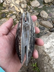 Potamilus metnecktayi