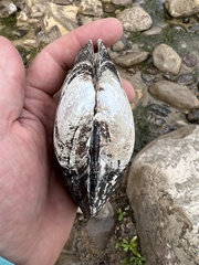 Potamilus metnecktayi