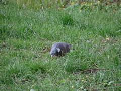 Columba palumbus