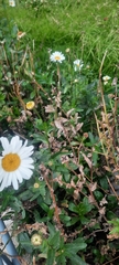 Leucanthemum