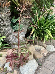 Kalanchoe sexangularis
