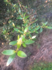 Coprosma ×cunninghamii
