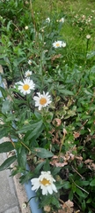 Leucanthemum