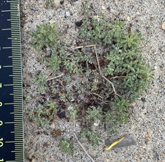 Magnoliopsida