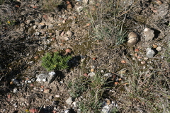 Eustachys paspaloides