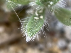 Magnoliopsida