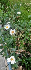 Leucanthemum