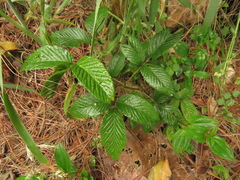 Rubus megalococcus