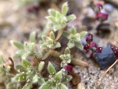 Magnoliopsida