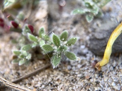Magnoliopsida