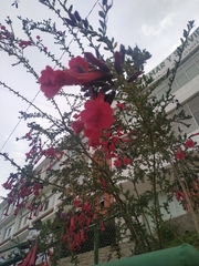 Cantua