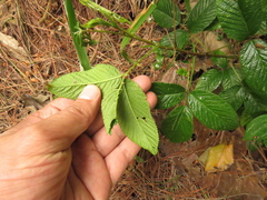 Rubus megalococcus