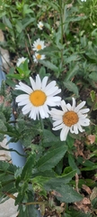 Leucanthemum
